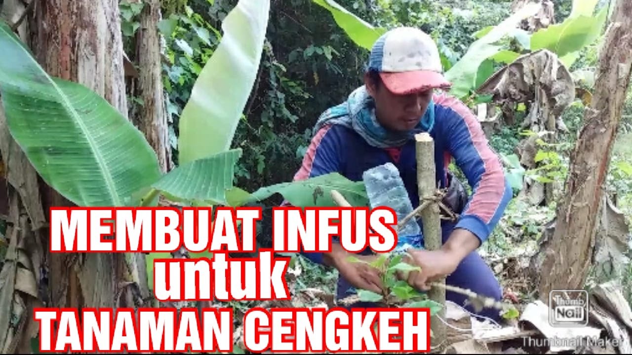 MEMBUAT INFUS UNTUK TANAMAN CENGKEH DI MUSIM KEMARAU // Vlog 43