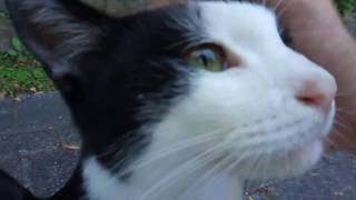 膝の上に乗りたがる野良猫兄弟、甘えてくる様子がカワイイ