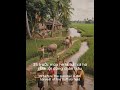 Childhood in Rural Vietnam #Shorts #YouTubeShorts #Viral #Fyp #Explore #Trending #Asia #AsianCulture