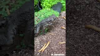 Feeding Toads Bufo Bufo