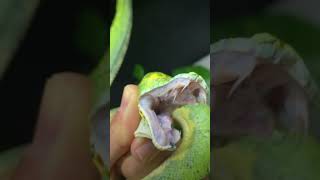 Check out these massive teeth on this monster! #snakes #education #teeth #snakebite #large #hurt