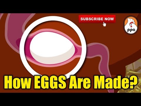 Video: Where Does A Hen's Eggs Come From?