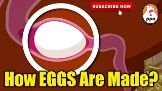 How EGGS Are Formed Inside The Chicken? screenshot 5