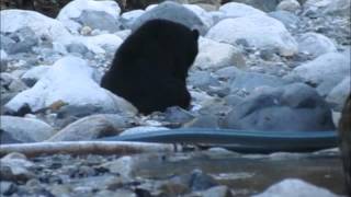 Potlatch creek Salmon survey Sept  30,2015