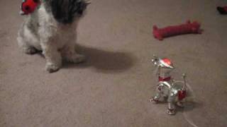 Madison And Pluto-- 2009