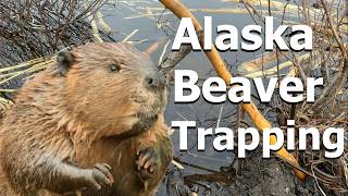 Trapping for Beaver in Alaska's Backcountry: One Last Shot
