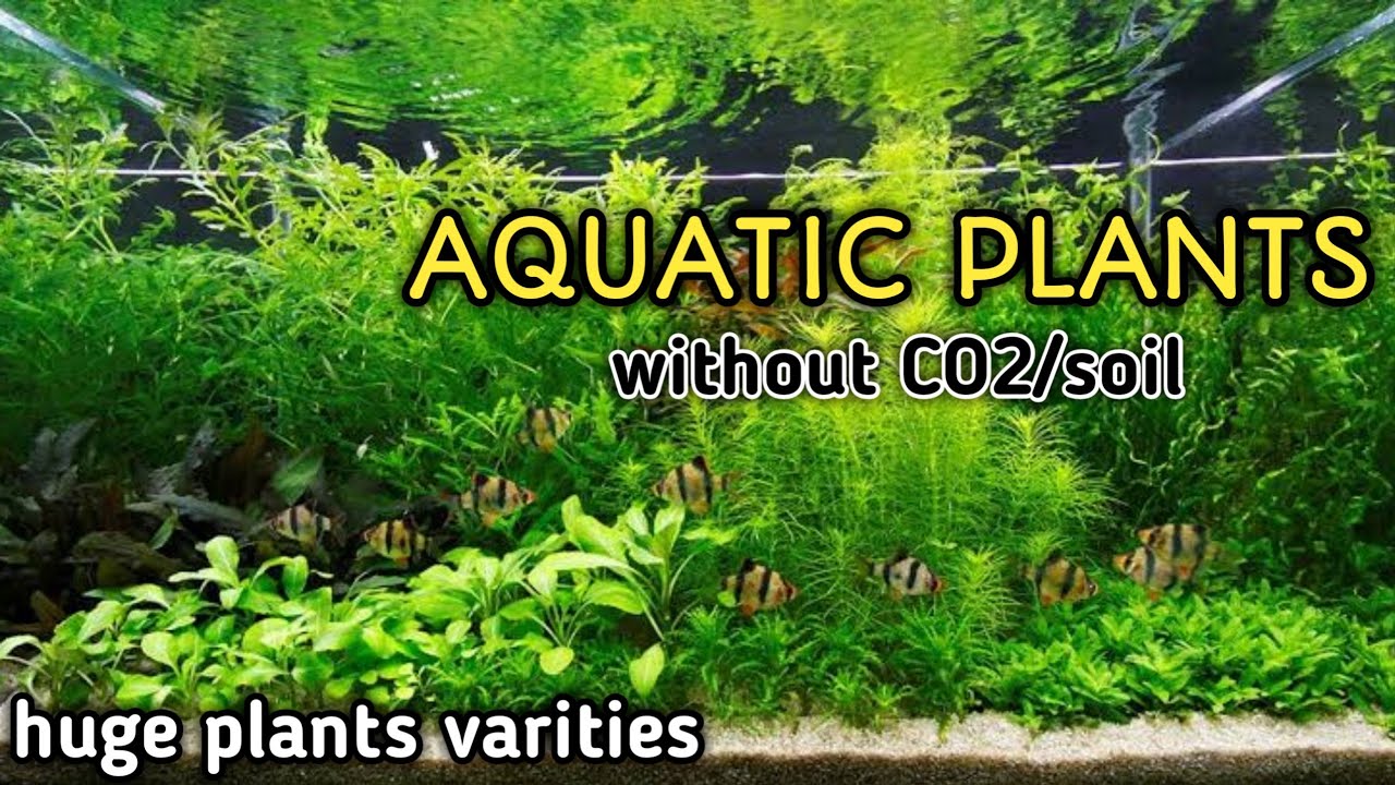 aquatic plants without soil without co2 Aquarium plant YouTube
