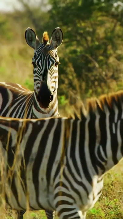 zebraSouth Africa #ai #automobile #wildlife#camera 4K#zebra step Zebra South Africa#South Africa