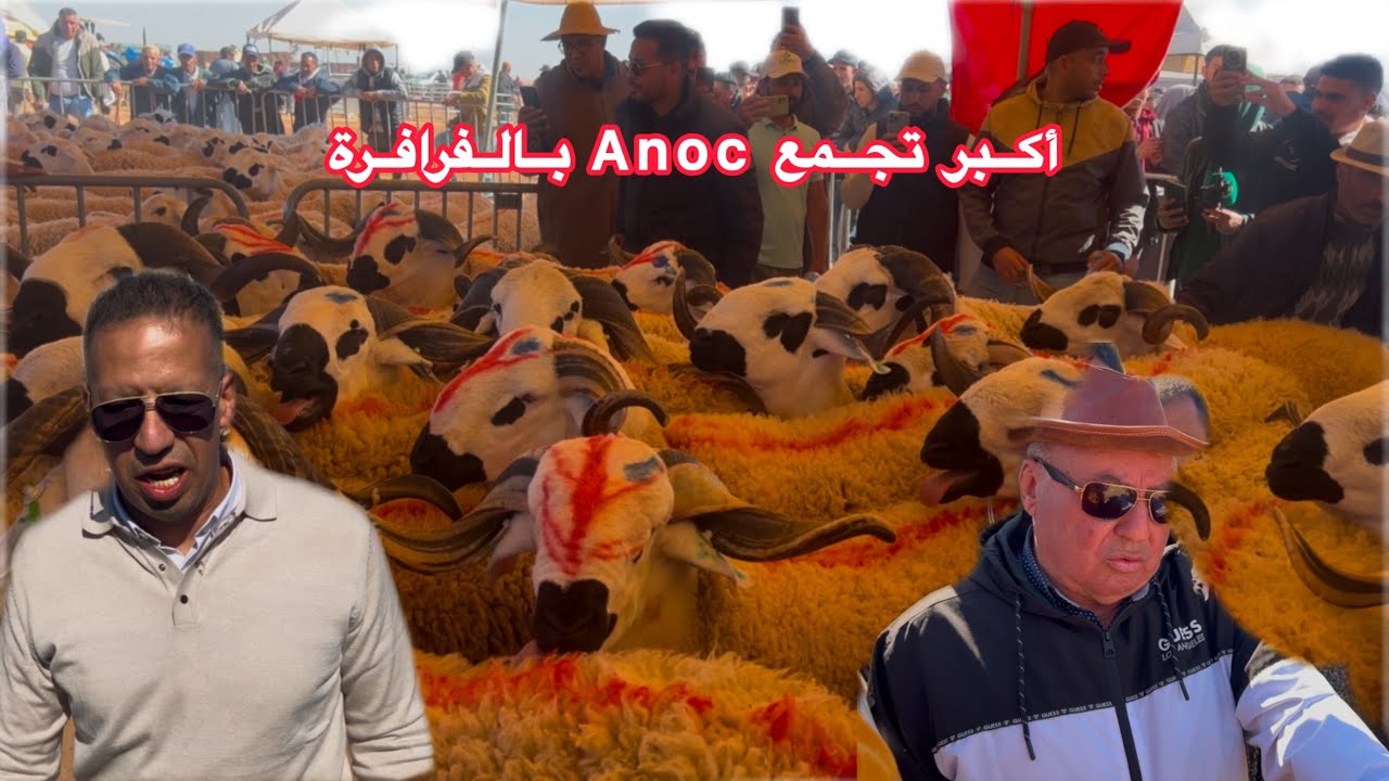 عرس الصردي من تالجمع ANOC بالقراقرة دخل تشوف الأثمن الخيالية