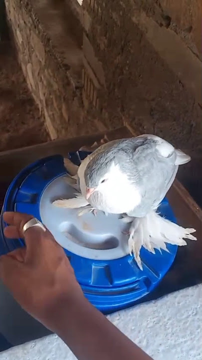 #pigeon #serajiyachannel#kabutar #attitude #pawarholakhalidhobijatimere #unfrezzmyaccount 😈😎😈😎😈