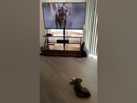 Little Dog Gets Scared By The Lion King Hyenas - YouTube