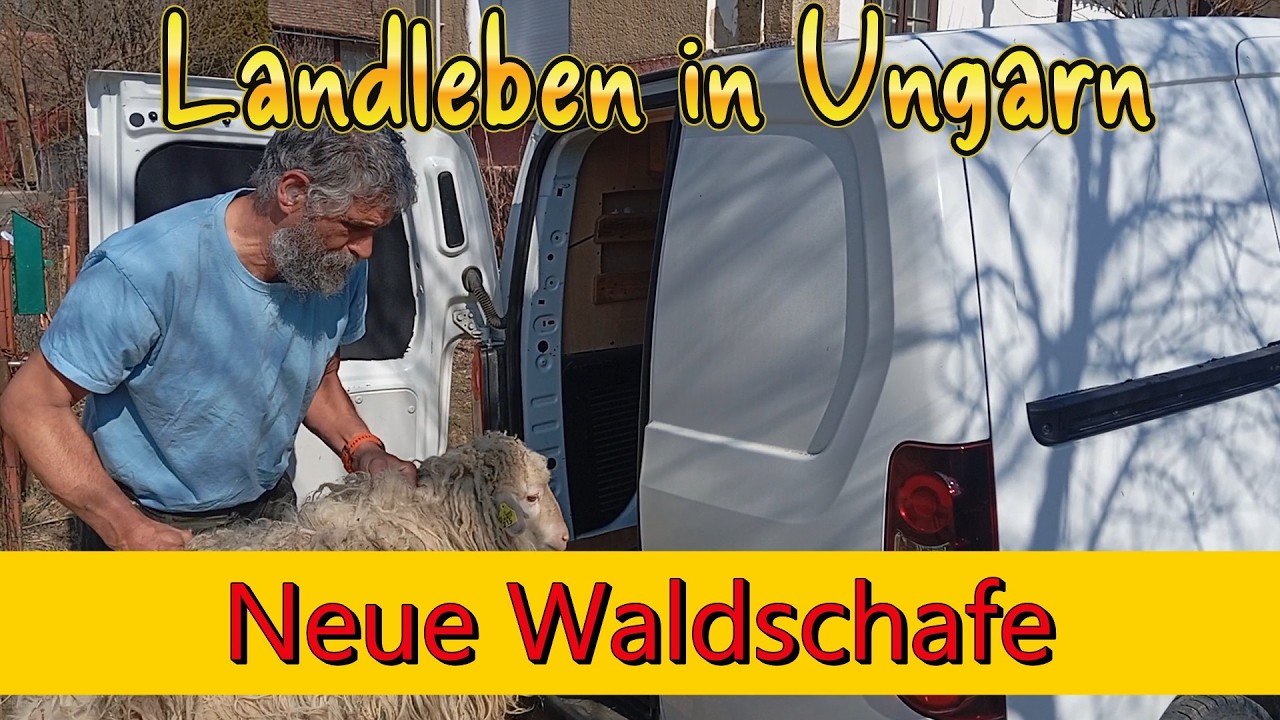 Neue Waldschafe Landleben in Ungarn