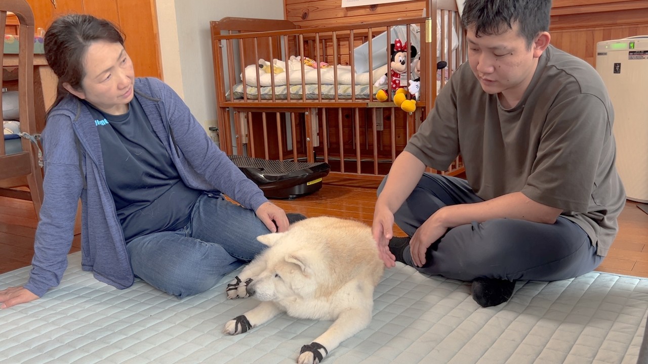 Sharing the reality of life with my beloved super-senior dog