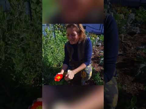 Vídeo: Indoor Iceland Poppy Care: Cultivando a papoula islandesa como planta de casa