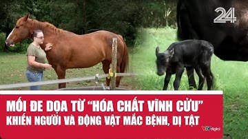 Mối đe dọa từ “hóa chất vĩnh cửu” khiến người và động vật mắc bệnh, dị tật | VTV24