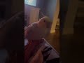#cockatiel #cutecockatiel #kookiekookie #cockatielsinging #parrots #happycockatiel