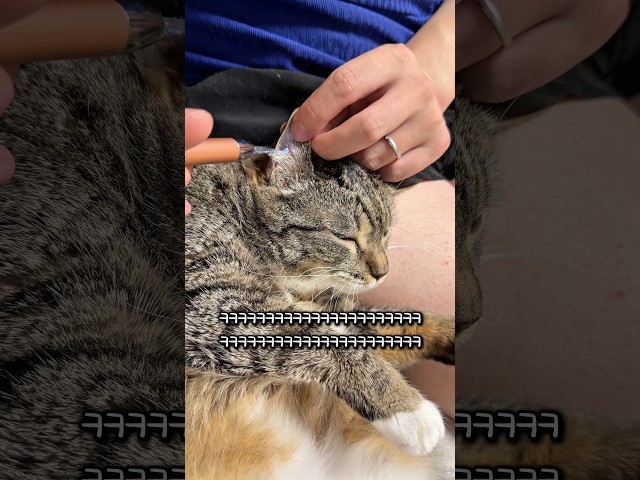 귀청소 하는 고양이