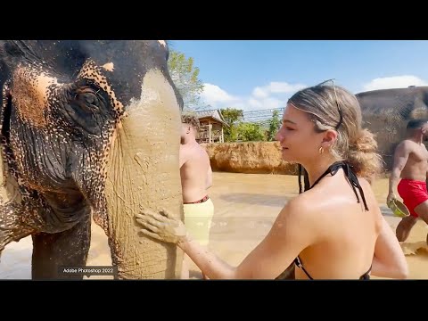 ASMR WITH ELEPHANTS!