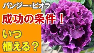 パンジー ビオラ いつ買えばいい いつ植えればいい Youtube パンジー ビオラ いつ買えばいい いつ植えればいい Youtube