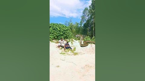 Anaconda Snake in real life P60 #shorts #snake #python #snakes #nagin #anaconda #bigsnake