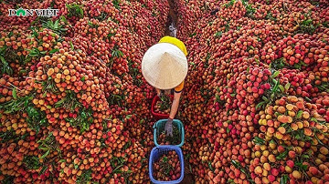 Bật Mí Câu Chuyện Xây Dựng Thương Hiệu Vải Thiều Lục Ngạn | Báo Dân Việt