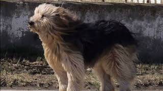 Patagonian Sheepdog | Facts, History & Characteristics
