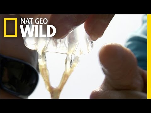 Catching Box Jellies | Python Hunters