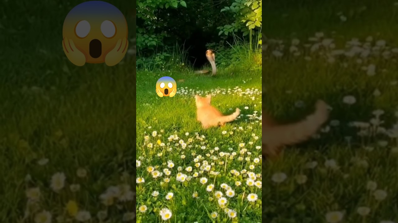 Отважная кошка-мать спасает котенка от нападения кобры! 🐍🐈