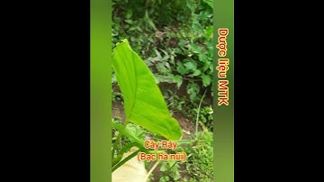 Cây ráy (Bạc hà núi)