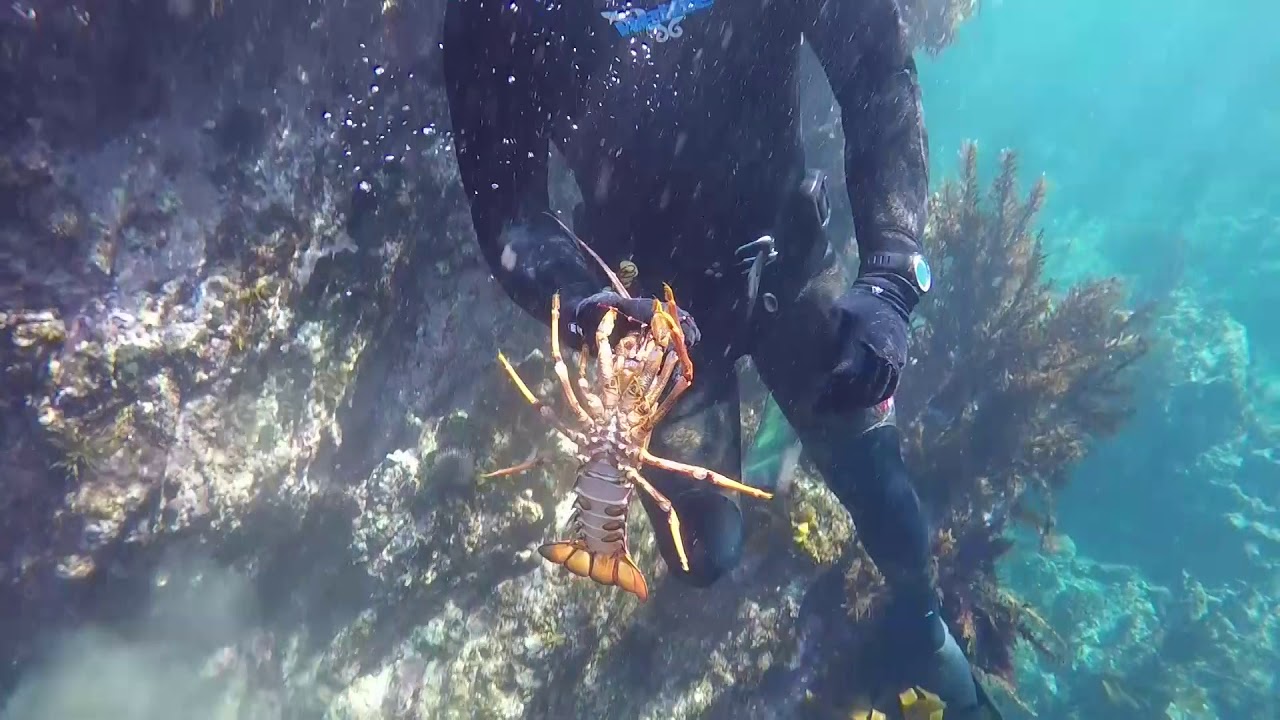 Wettie TV Whangarei Harbour Dive Winter 2019 YouTube