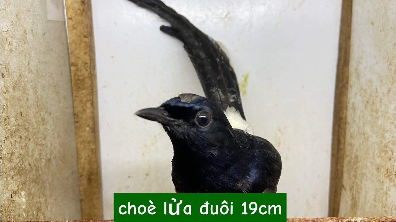 06-02:✅các mã choè lửa đuôi dài 19cm, khướu mun tố chất