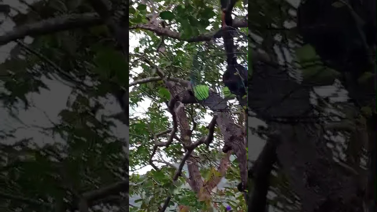 oriii srkotomg lombok