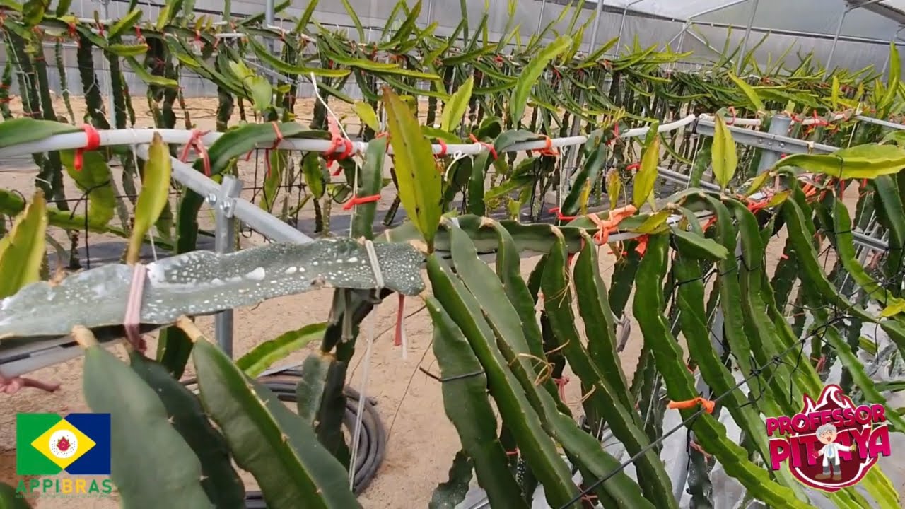 Podas em pitayas na Estufa - Carlos Spencer e Prof Pitaya em Portugal.