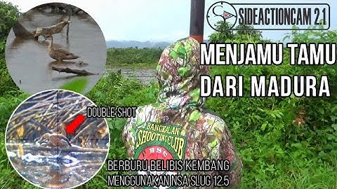 TAMU DARI MADURA || BERBURU BELIBIS KEMBANG DI TAMBAK PANTAI BARU || SIDEACTIONCAM