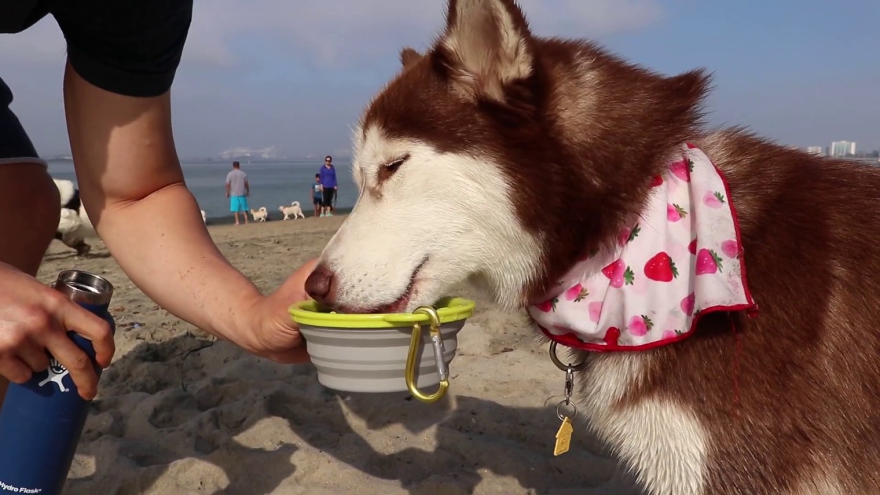 Husky Beach Day