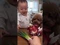#萌寵出道計劃 #泰迪犬 #可愛的小狗狗 #0-3歲兒童啟蒙早教 #這也太萌太可愛了吧