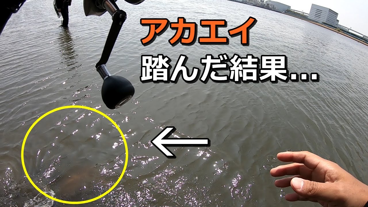 【恐怖】シーバス釣りでエイ踏んだ瞬間