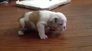 English Bulldog puppy learning to walk