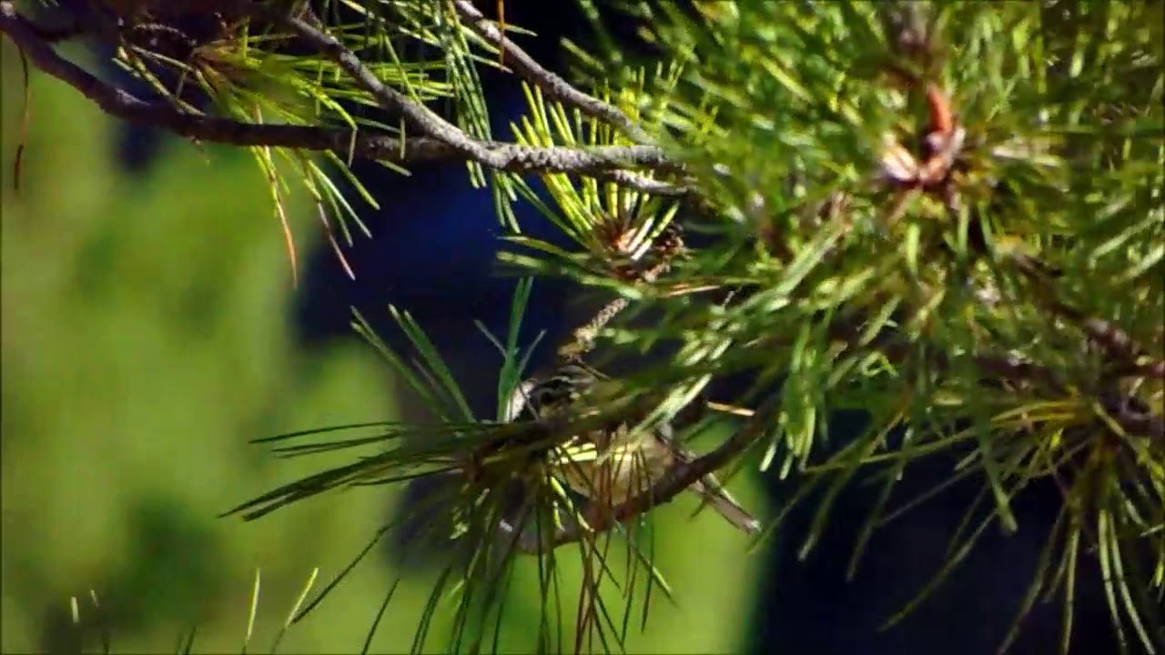 Escribano soteño cantando / Cirl bunting singing (Emberiza cirlus)