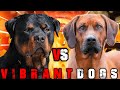 Rottweiler vs Rhodesian Ridgeback | Rhodesian Ridgeback vs Rottweiler | Guard Dog? | Billa Boyka |