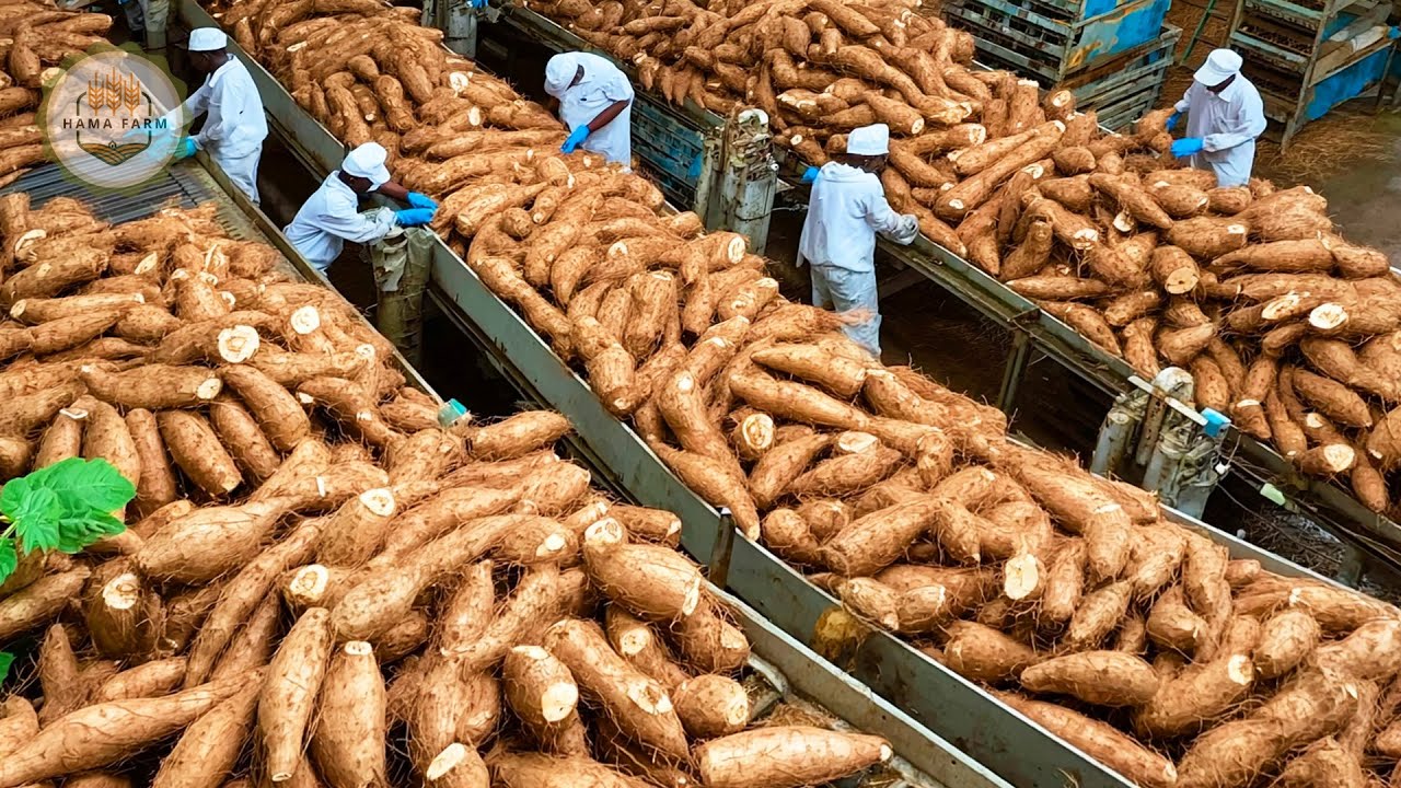 How to Process Millions of Cassava Plants for Starch Production In A Processing Factory