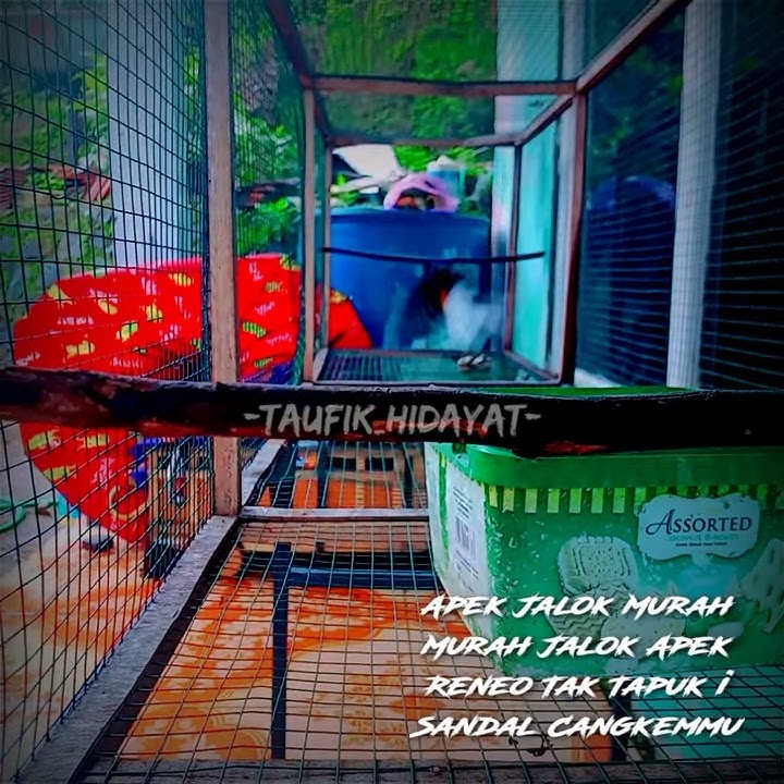 Story wa Hobi Burung Murai Batu [Terbang]
