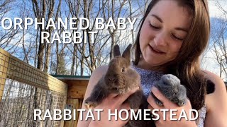 Orphaned Baby Silver Fox Rabbit | Raising Meat Rabbits