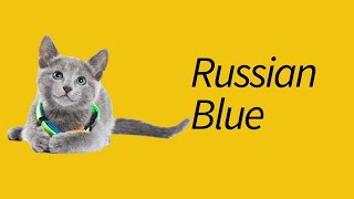 10 Fakta Kucing Russian Blue—kucing ELEGAN! by MeowCitizen 13,685 views 4 years ago 5 minutes, 34 seconds