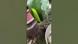 Uniikk!!! Beginilah Suara Ulat Ketika Sedang Memakan Dedaunan....!!!!!