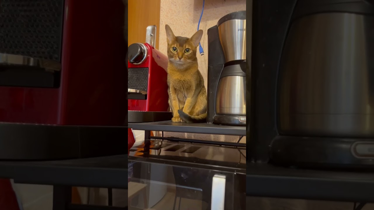 Китти бариста 😎