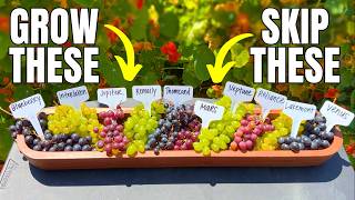 Let's Compare 10 GRAPE Varieties | Which One is THE BEST