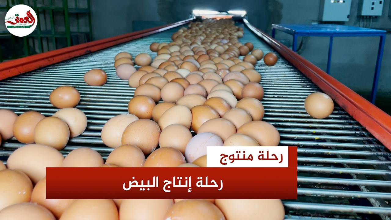 رحلة منتوج ح(1).. هكذا يتدحرج البيض من المزارع العصرية إلى موائد المغاربة