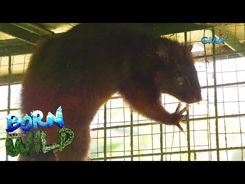 Video: Ang pinakamalaking mouse sa mundo. Ang pinakamalaking daga