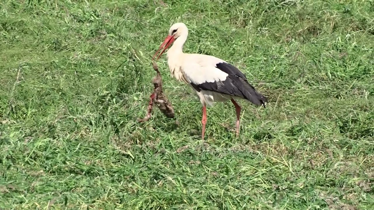 Ooievaar in de Lutkemeerpolder eet konijn of haas - Tuinen van West